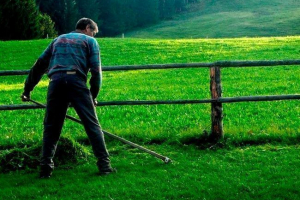 Da li biljke osjećaju bol - znanstvene činjenice Da li biljke osjećaju bol - znanstvene činjenice